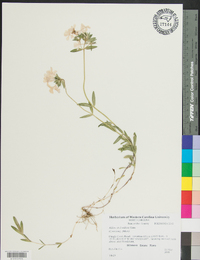 Phlox stolonifera image