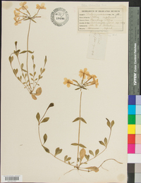 Phlox stolonifera image