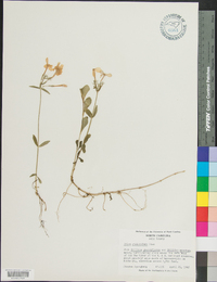 Phlox stolonifera image