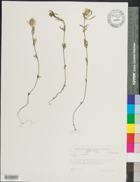 Polygala cruciata image