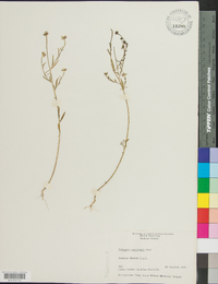 Polygala curtissii image