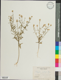 Polygala curtissii image