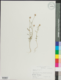 Polygala curtissii image