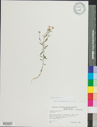 Polygala curtissii image