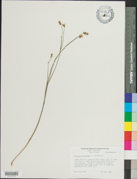 Polygala incarnata image