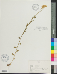 Polygala lutea image