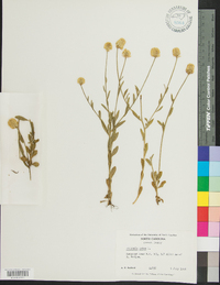 Polygala lutea image