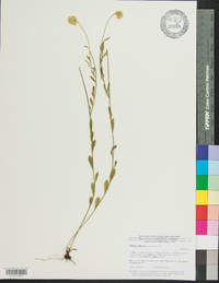 Polygala lutea image