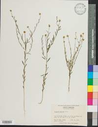 Polygala mariana image