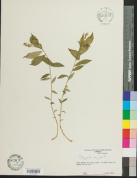 Polygala senega image