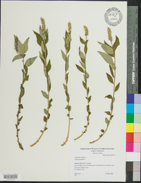 Polygala senega image