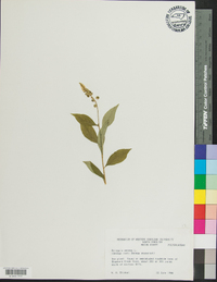 Polygala senega image