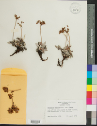 Eriogonum flavum image