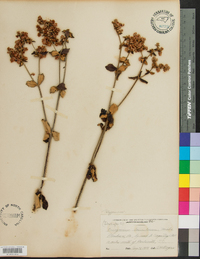 Eriogonum tomentosum image