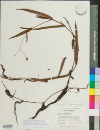 Persicaria meisneriana var. beyrichiana image