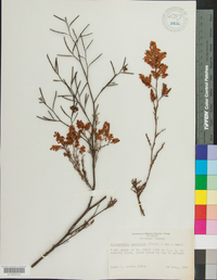 Polygonella americana image