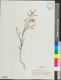 Polygonella articulata image