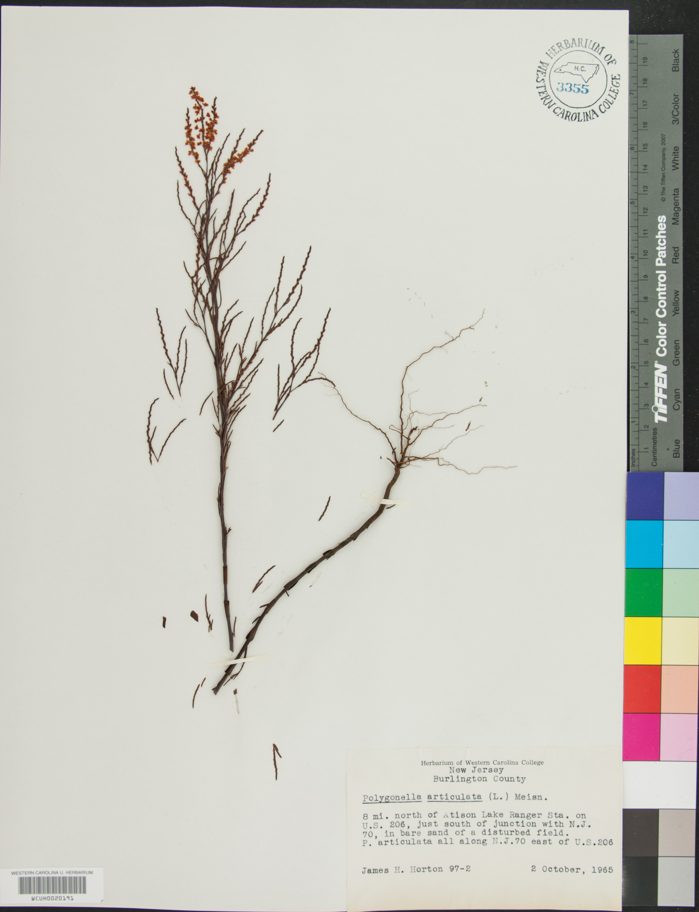 Polygonella articulata image