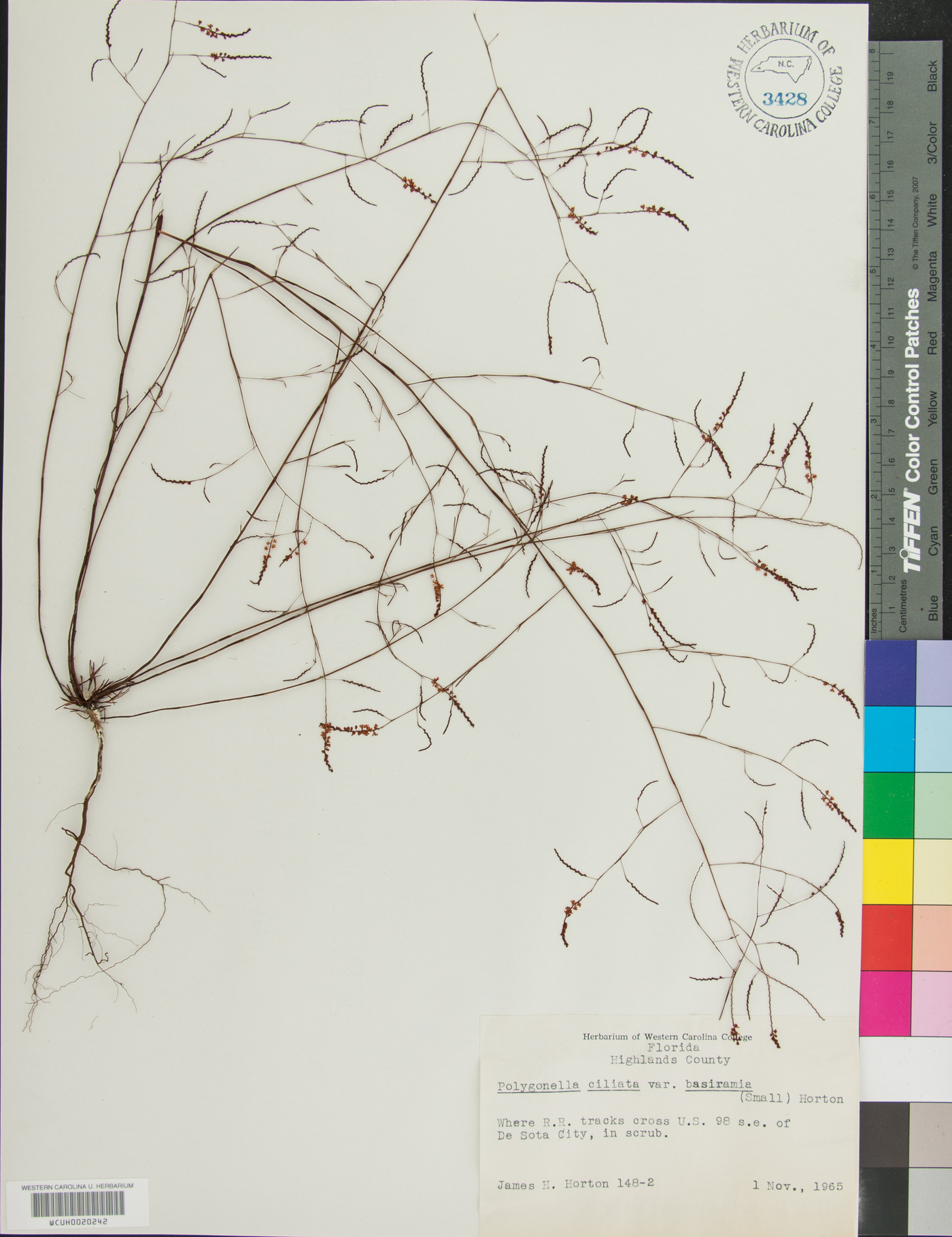 Polygonella ciliata var. basiramia image