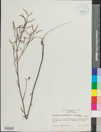 Polygonella fimbriata var. fimbriata image