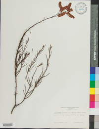 Polygonella fimbriata image
