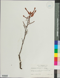 Polygonella fimbriata image