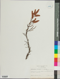 Polygonella fimbriata image