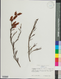 Polygonella fimbriata image