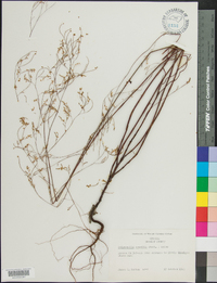 Polygonella gracilis image