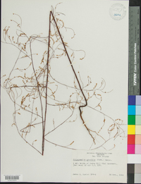 Polygonella gracilis image