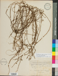 Polygonum ramosissimum subsp. ramosissimum image