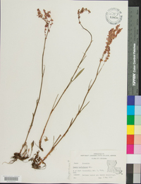 Rumex hastatulus image