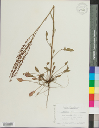 Rumex hastatulus image