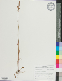 Rumex hastatulus image