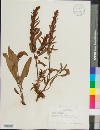 Rumex maritimus image