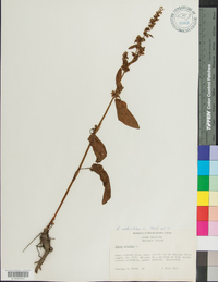 Rumex obtusifolius image