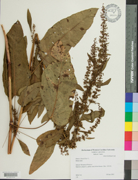 Rumex obtusifolius image