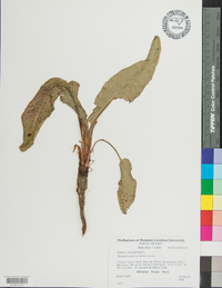 Rumex obtusifolius image