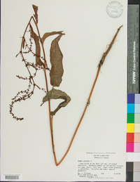 Rumex pulcher image