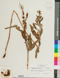 Rumex mexicanus image