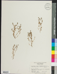 Lysimachia minima image