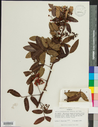 Ardisia escallonioides image