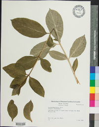 Lysimachia fraseri image