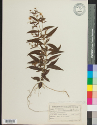 Lysimachia lanceolata image