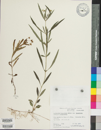 Lysimachia lanceolata image