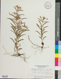 Lysimachia lanceolata image