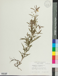 Lysimachia lanceolata image