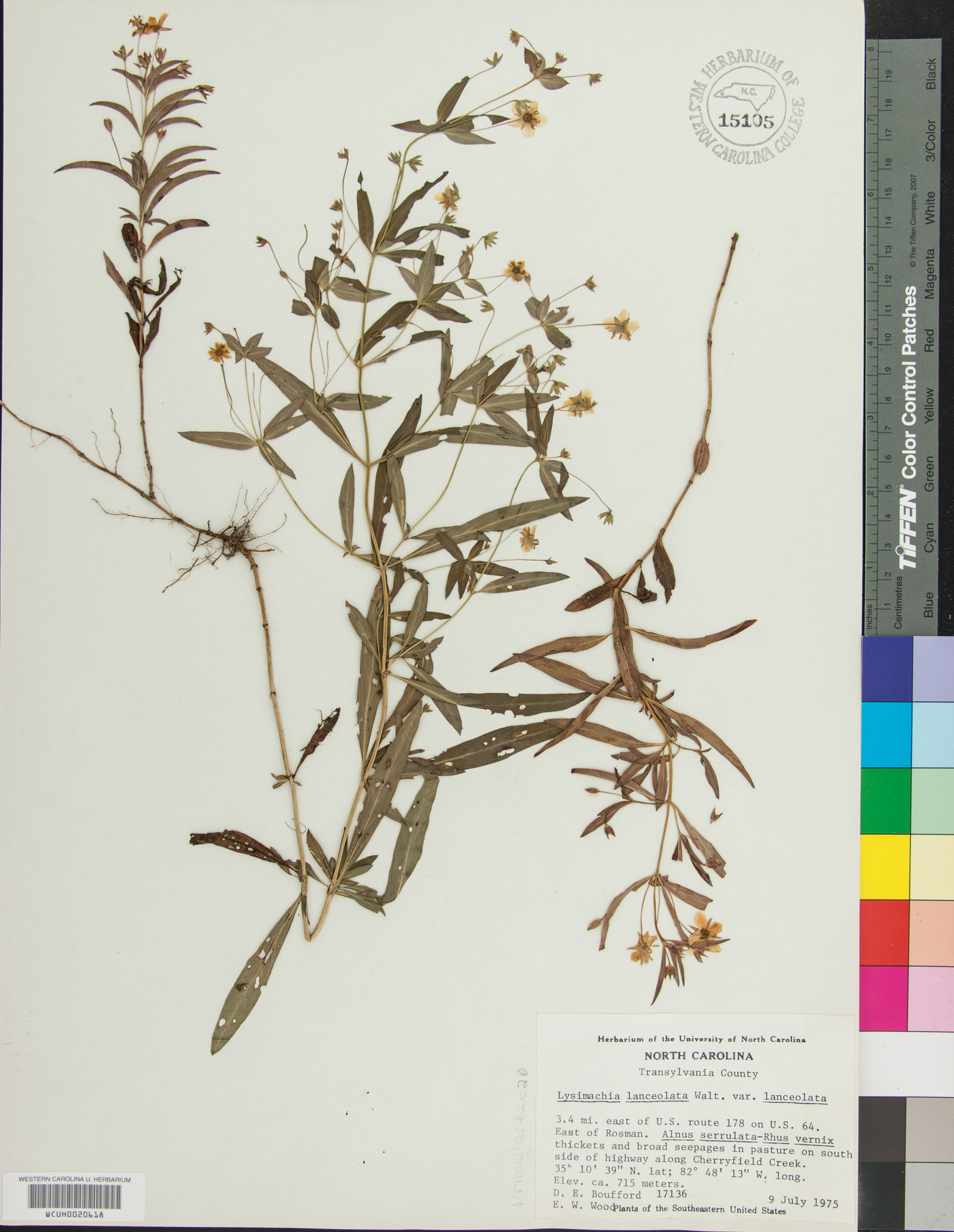 Lysimachia lanceolata var. lanceolata image