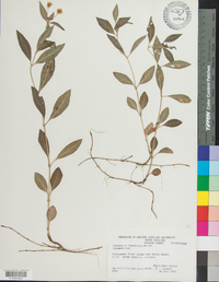 Lysimachia lanceolata image