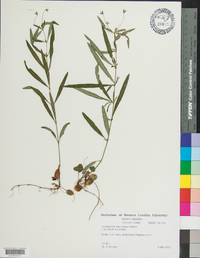 Lysimachia lanceolata image